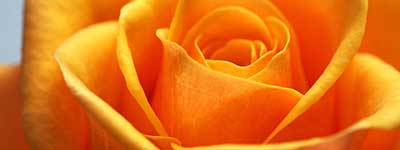 Planting tools and flowers