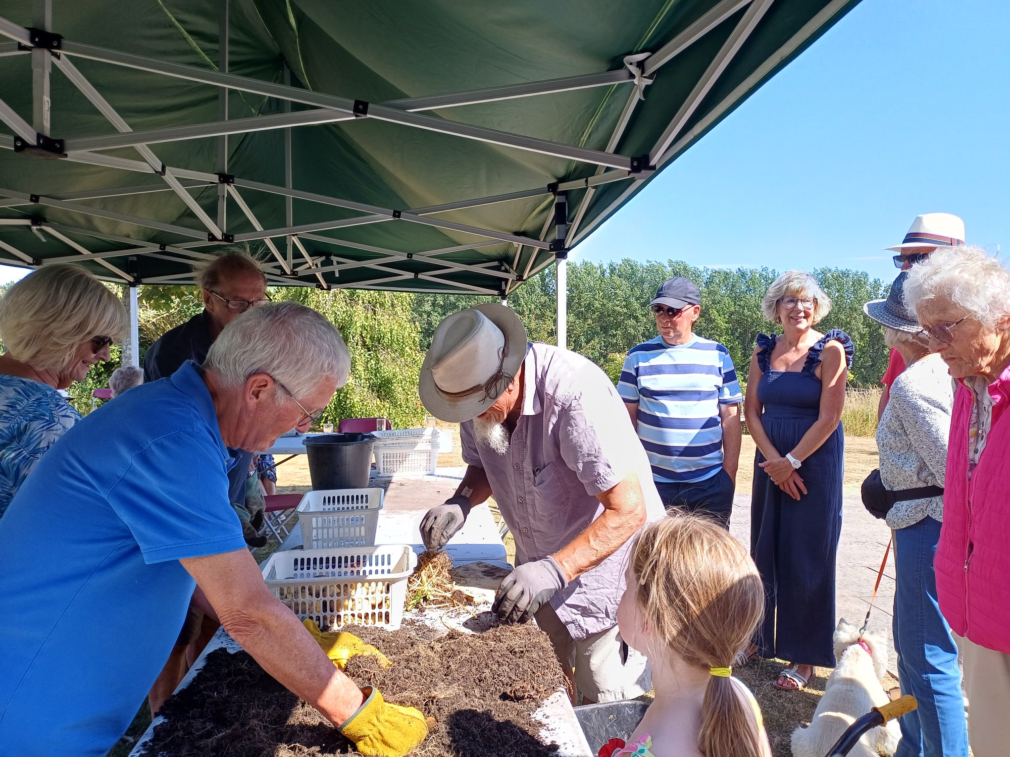 Competitors emptying potato buckets and sorting through soil under a gazebo