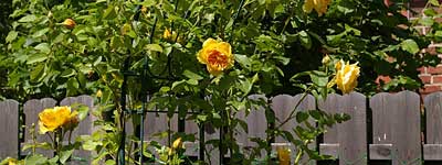 rose-arch